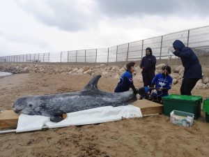 Fundación Oceanogràfic y Fundación Pairi Daiza refuerzan el rescate de mamíferos marinos en la costa valenciana