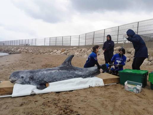 Fundación Oceanogràfic y Fundación Pairi Daiza refuerzan el rescate de mamíferos marinos en la costa valenciana