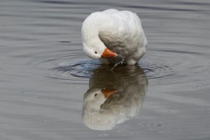 El Congreso pide buenas prácticas en la producción de fuagrás, pero no el fin de la alimentación forzada