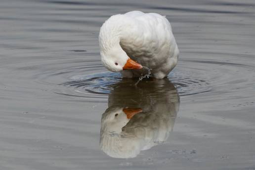 El Congreso pide buenas prácticas en la producción de fuagrás, pero no el fin de la alimentación forzada