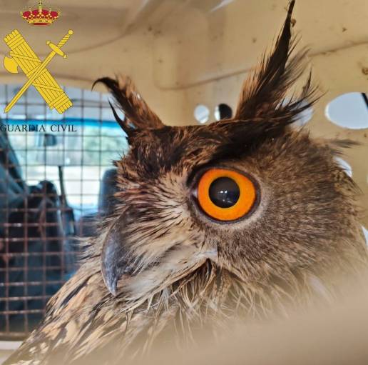 El Seprona rescata en Madrid un búho real herido e investiga la muerte de otro por envenenamiento