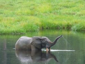 La UICN cifra en 135.690 el número de elefantes de bosque africanos, que siguen en peligro crítico