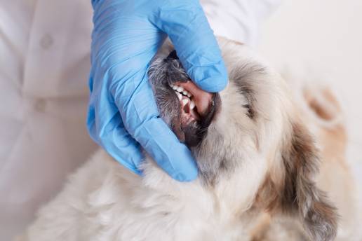 Resultados quirúrgicos en la estomatitis linfoplasmacítica canina: un estudio retrospectivo de 42 perros (2012–2022)