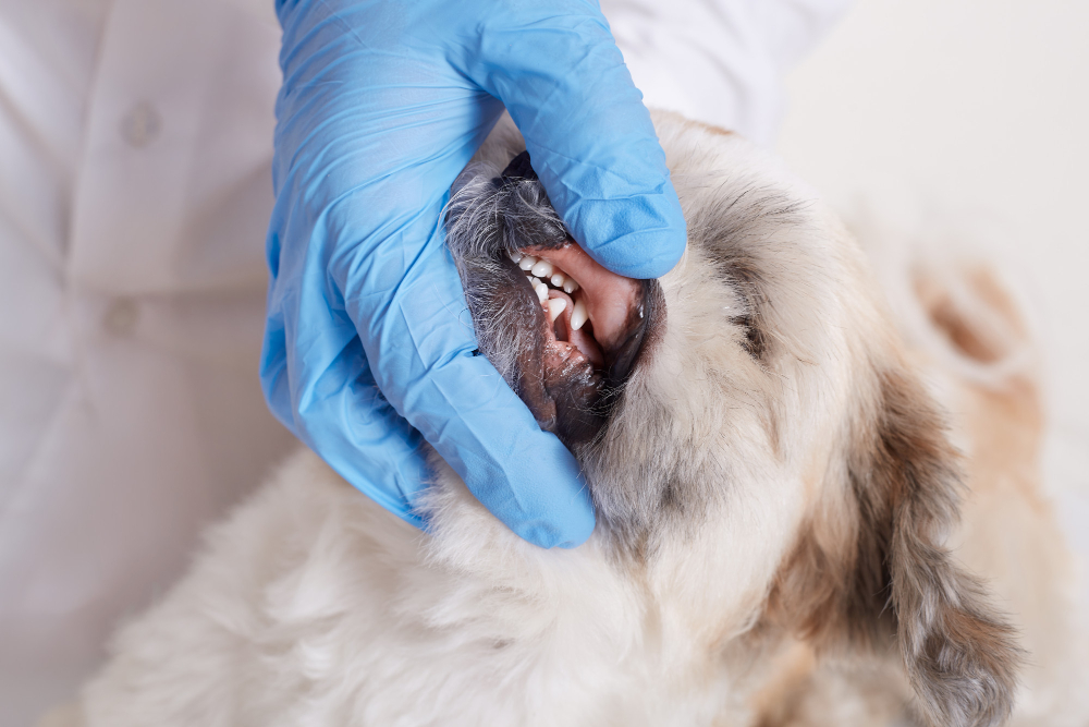 Resultados quirúrgicos en la estomatitis linfoplasmacítica canina: un estudio retrospectivo de 42 perros (2012–2022)
