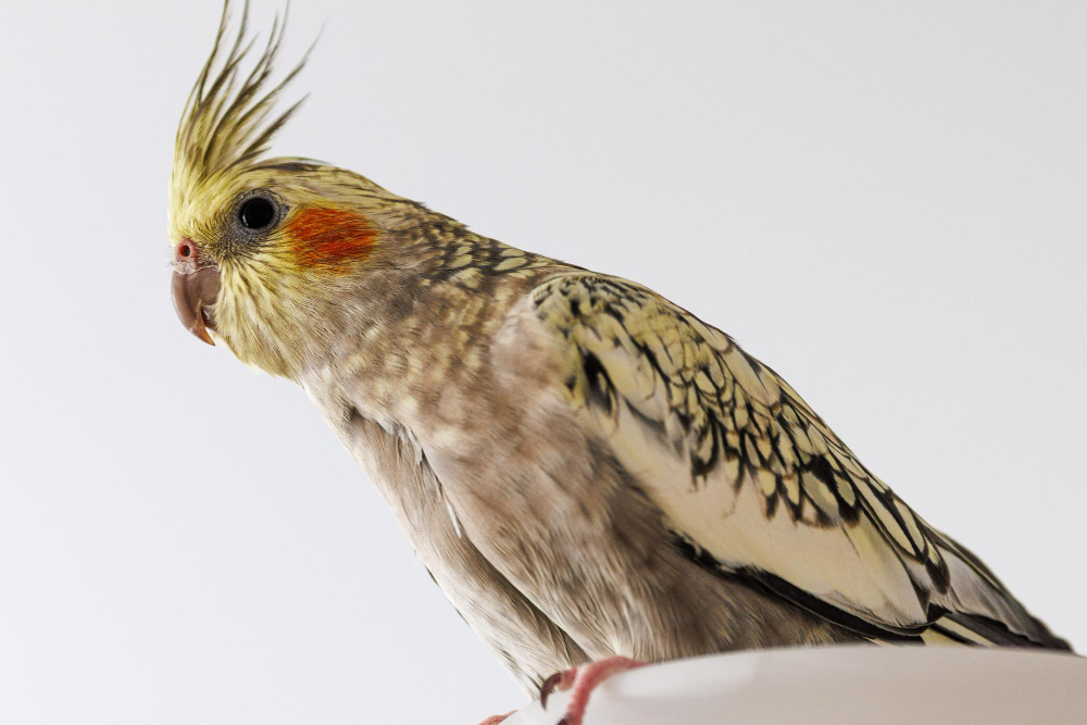 Aspergilosis en aves