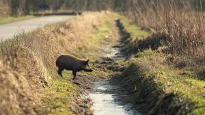 AVA-Asaja aplaude las ayudas para el control del jabalí pero exige más medidas también fuera de los cotos