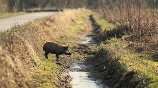 AVA-Asaja aplaude las ayudas para el control del jabalí pero exige más medidas también fuera de los cotos