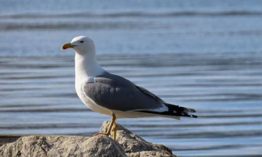 Detectado un foco de cinco gaviotas con gripe aviar en Xove (Lugo)