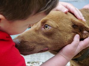 PACMA pide al Ayuntamiento de San Sebastián que "rinda cuentas" sobre su gestión en protección animal