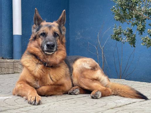 Investigado un hombre por no facilitar cuidados veterinarios a su perro gravemente enfermo