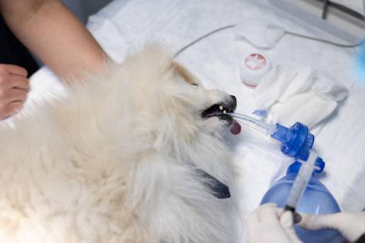 Manejo anestésico y complicaciones perioperatorias en perros sometidos a estudios electrofisiológicos cardíacos y ablaciones de catéter por radiofrecuencia
