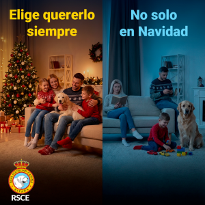 Uno de cada cuatro perros se abandona tras la Navidad y un 16% se adopta en vísperas de estas fiestas