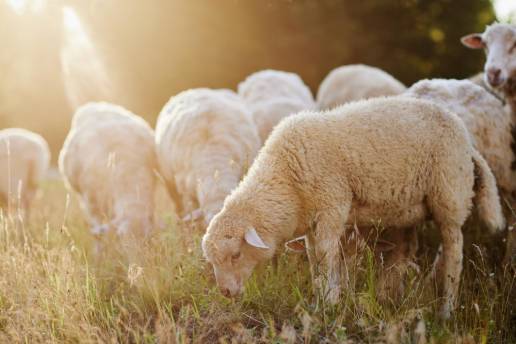 Conocimiento del productor y aplicación de la suplementación mineral en sistemas de cría ovina