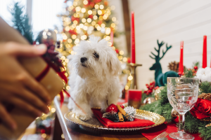 La RSCE pide moderación con los “caprichos” navideños para los perros y recuerda el riesgo real de obesidad