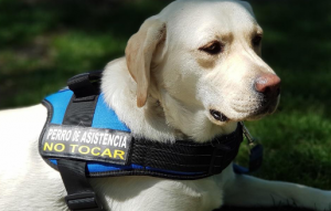 Más que compañeros: así transforman los perros de asistencia la vida diaria de las personas con discapacidad