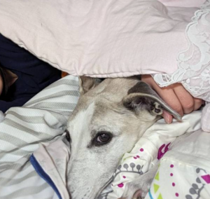 Tener un perro puede reforzar la empatía y la salud mental de los adolescentes