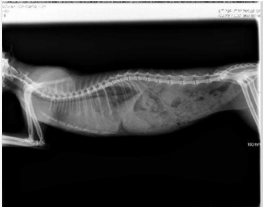 Tratamiento de la peritonitis infecciosa felina (II)