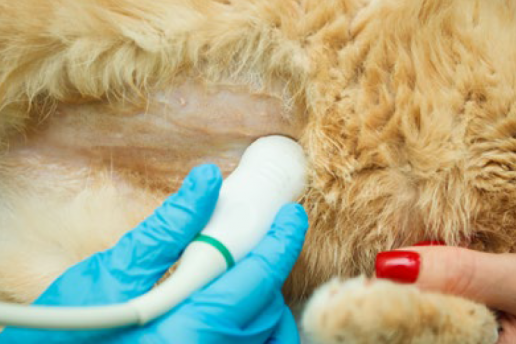 Tratamiento de la Pancreatitis en perros y gatos