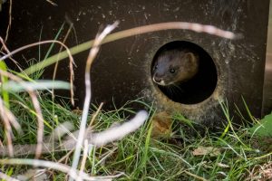 El visón europeo, una especie en colapso poblacional en España, con solo 142 ejemplares