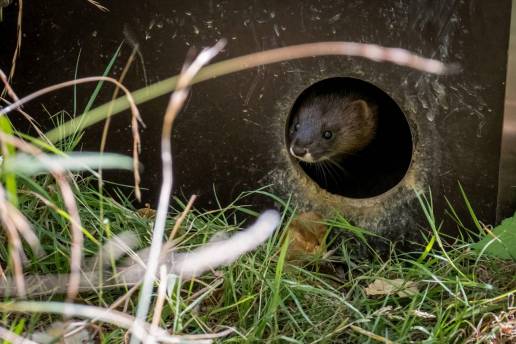 El visón europeo, una especie en colapso poblacional en España, con solo 142 ejemplares