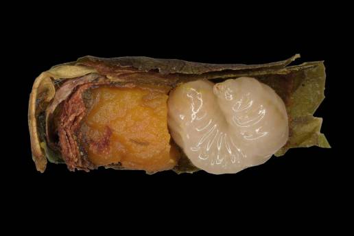La falta de alimento acelera la metamorfosis en las abejas