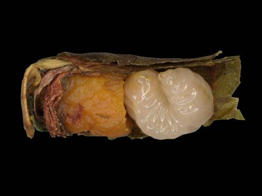 La falta de alimento acelera la metamorfosis en las abejas