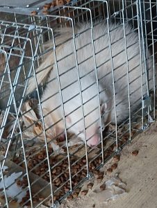 Rescatadas cuatro mofetas abandonadas en Cataluña: un nuevo caso que evidencia la urgencia de implantar los Listados Positivos