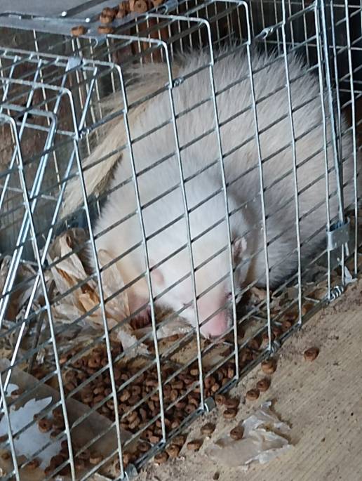 Rescatadas cuatro mofetas abandonadas en Cataluña: un nuevo caso que evidencia la urgencia de implantar los Listados Positivos