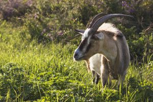 Investigadas dos personas por cazar un macho de cabra montés en Culla sin permiso
