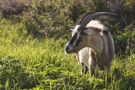 Investigadas dos personas por cazar un macho de cabra montés en Culla sin permiso