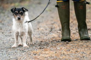 Luna, el nombre de perro preferido por los riojanos en 2025