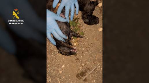 Investigan un delito de maltrato animal tras hallar nueve cachorros de can en un contenedor de Pechina