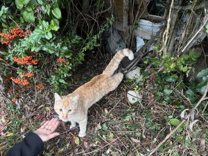Atea denuncia que un gato doméstico pierde una pata a causa de un cepo colocado en los alrededores de Vitoria-Gasteiz