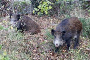 Igualdad Animal pide al Gobierno medidas ante la peste porcina africana y reclama un cambio de modelo alimentario