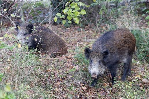 Igualdad Animal pide al Gobierno medidas ante la peste porcina africana y reclama un cambio de modelo alimentario