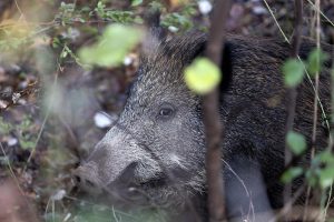 Veterinarios piden plan efectivo de control de fauna silvestre con especial atención al jabalí por su "riesgo sanitario"