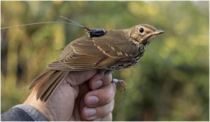 Un estudio revela que la migración de las aves puede dispersar semillas a más de 500 kilómetros