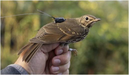 Un estudio revela que la migración de las aves puede dispersar semillas a más de 500 kilómetros