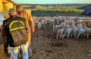 Detenido un vecino de Hornachos por robar 41 borregos en una finca del municipio y llevarlos a su explotación
