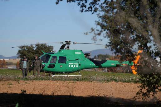 Organizaciones agrarias piden al Gobierno sacrificar 40.000 cerdos y jabalíes de la zona de la peste