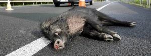 2025 acabará por encima de los 11 accidentes/día por el jabalí en Galicia, según el grupo de trabajo de la Xunta