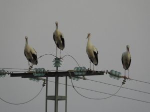La C.Madrid realiza nuevos análisis de gripe aviar tras un posible foco con varias cigüeñas muertas en Getafe