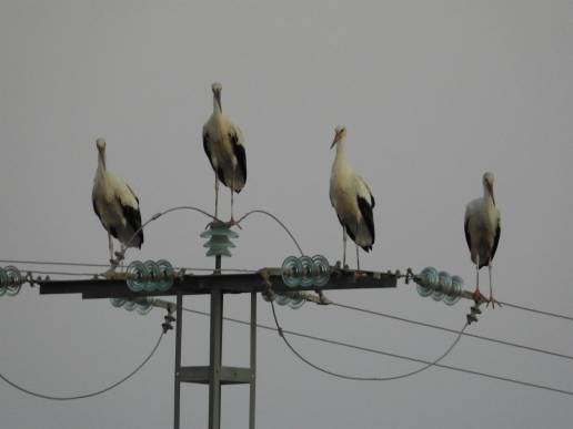 La C.Madrid realiza nuevos análisis de gripe aviar tras un posible foco con varias cigüeñas muertas en Getafe