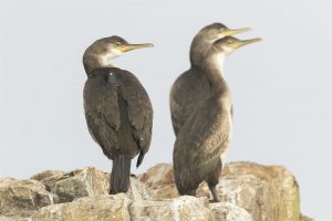 Un equipo de investigación revela detalles inéditos de las colonias de cría de paíños europeos y cormoranes moñudos