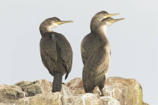 Un equipo de investigación revela detalles inéditos de las colonias de cría de paíños europeos y cormoranes moñudos
