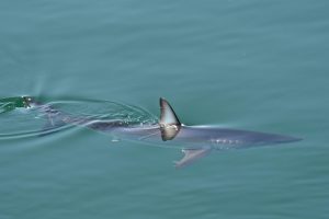 La disponibilidad de alimento en el océano regula la competencia entre los grandes depredadores marinos, según estudio