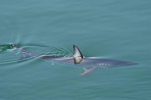 La disponibilidad de alimento en el océano regula la competencia entre los grandes depredadores marinos, según estudio