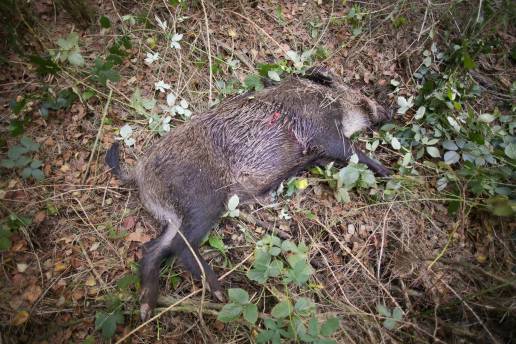 Greenpeace pide no cazar jabalíes para combatir la peste porcina y demanda una moratoria a la ganadería intensiva