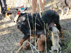  Investigada una mujer por abordonar a una hembra de perro lactante junto a sus ocho cachorros