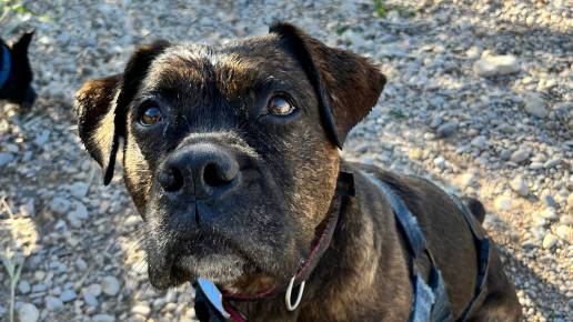 Bioparc Valencia acoge el domingo una nueva edición del desfile para adoptar perros, algunos afectados por la dana